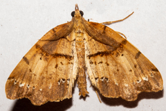 Chalastra pellurgata