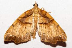 Chalastra pellurgata