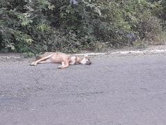 Canis aureus indicus