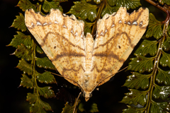 Chalastra pellurgata