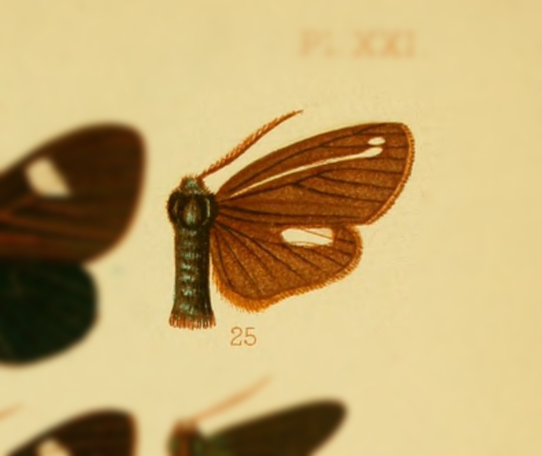 Ctenucha projecta