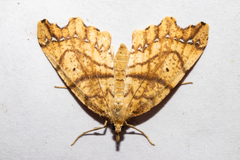 Chalastra pellurgata