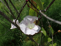 Calystegia sepium roseata x Silvatica disjuncta