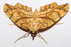 Chalastra pellurgata