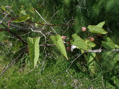 Calystegia sepium roseata x Silvatica disjuncta
