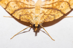 Chalastra pellurgata