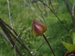 Calystegia sepium roseata x Silvatica disjuncta