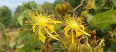 Erinocarpus nimmonii