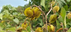 Erinocarpus nimmonii