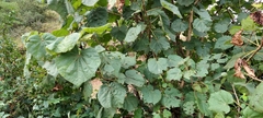 Erinocarpus nimmonii