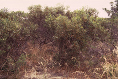 Eucalyptus foecunda foecunda