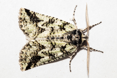 Declana toreuta
