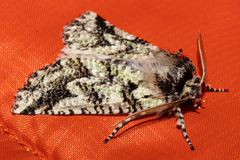 Declana toreuta