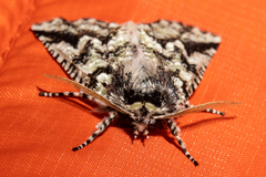 Declana toreuta