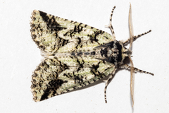Declana toreuta