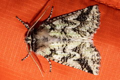 Declana toreuta