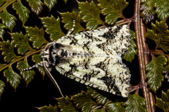 Declana toreuta