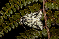 Declana toreuta