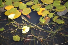 Hydrocleys nymphoides