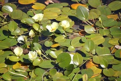 Hydrocleys nymphoides