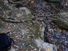 Potamopyrgus estuarinus