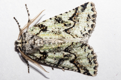 Declana toreuta