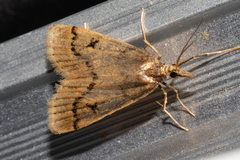 Scoparia fumata