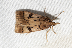 Scoparia fumata