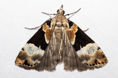 Eudonia aspidota