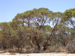 Eucalyptus efflorescens