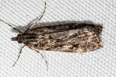 Eudonia philerga