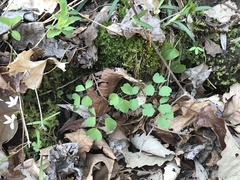 Thalictrum thalictroides