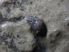 Potamopyrgus estuarinus
