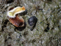 Potamopyrgus estuarinus