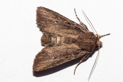 Ichneutica infensa