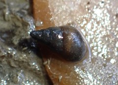 Potamopyrgus estuarinus