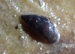 Potamopyrgus estuarinus