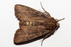 Ichneutica infensa
