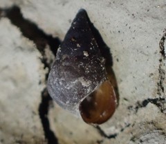 Potamopyrgus estuarinus