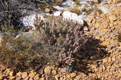 Erica hispidula