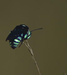 Thyreus nitidulus nitidulus