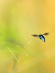 Thyreus nitidulus nitidulus