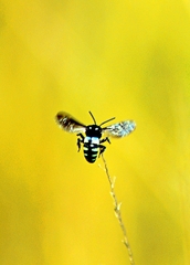 Thyreus nitidulus nitidulus