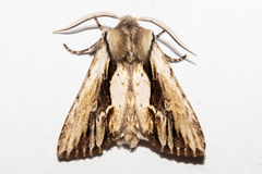 Ichneutica paracausta