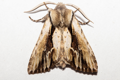 Ichneutica paracausta