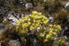 Leucadendron laureolum × microcephalum