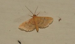 Omiodes indicata