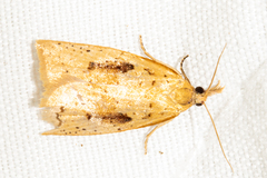 Apoctena conditana