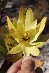 Leucadendron laureolum × microcephalum