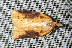 Apoctena conditana